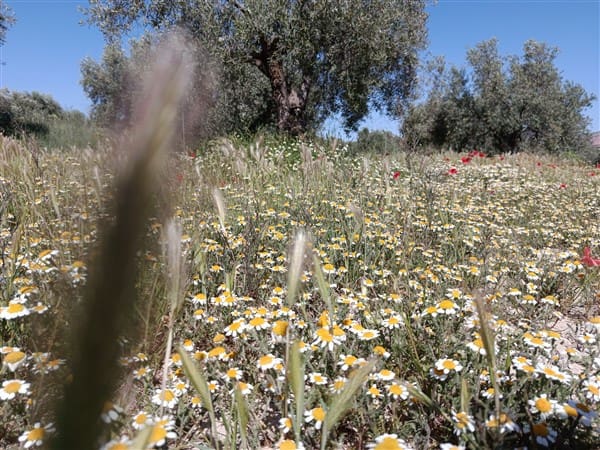 1 bedroom Finca/Country House for sale in Freila - € 370,000 (Ref: 9809887)
