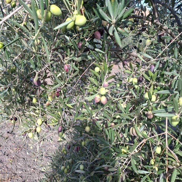 Building Plot for sale in La Peza - € 25,000 (Ref: 9826097)