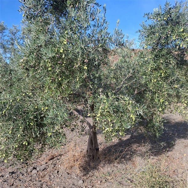 Building Plot for sale in La Peza - € 25,000 (Ref: 9826097)