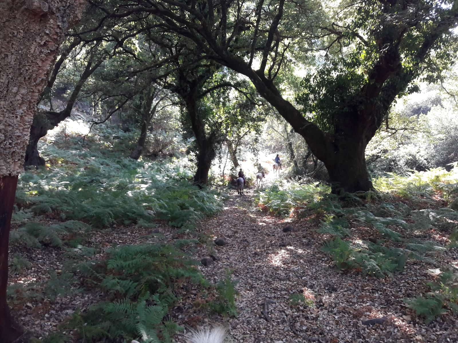 6 soveværelse Finca/Landehus til salg i Tarifa med swimmingpool garage - € 4.500.000 (Ref: 8637913)