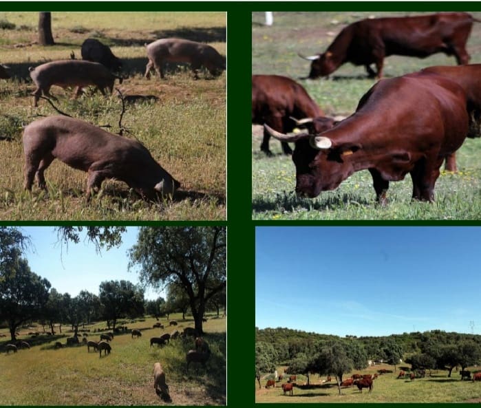 Finca/Landehus til salg i Sevilla by - € 38.000.000 (Ref: 8647568)