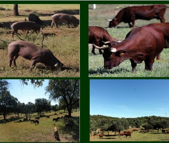 Finca/Landehus til salg i Sevilla by - € 38.000.000 (Ref: 8647568)