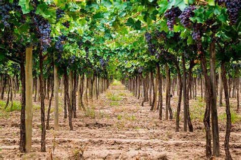 Finca/Country House for sale in Toledo city - € 20,000,000 (Ref: 8970985)