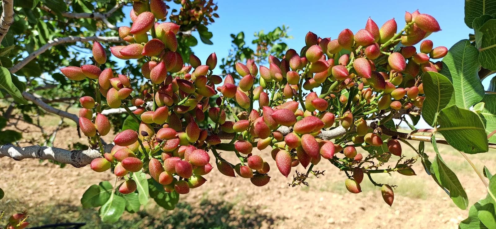 Finca/Country House for sale in Granada city - € 2,500,000 (Ref: 9453033)