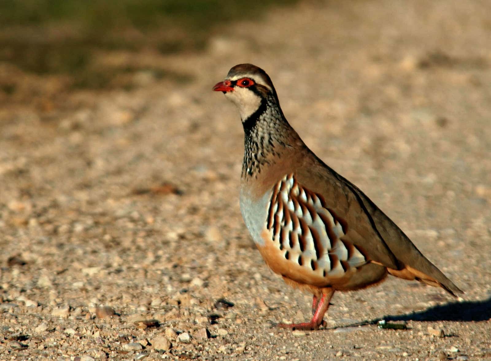 Finca/Maison de Campagne à vendre à Tolede ville - 3 200 000 € (Ref: 9453034)