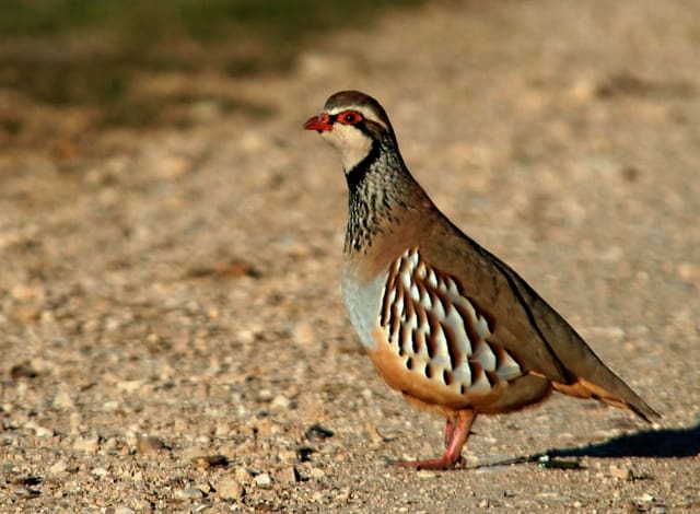 Finca/Casa Rural en Toledo ciudad en venta - 3.200.000 € (Ref: 9453034)