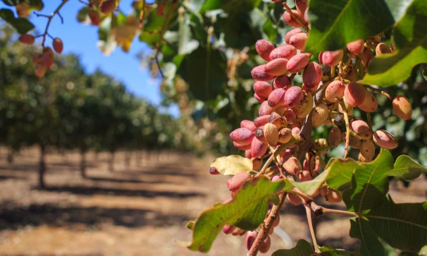 Ubebygd land til salgs i Toledo by - € 13 500 000 (Ref: 9453035)