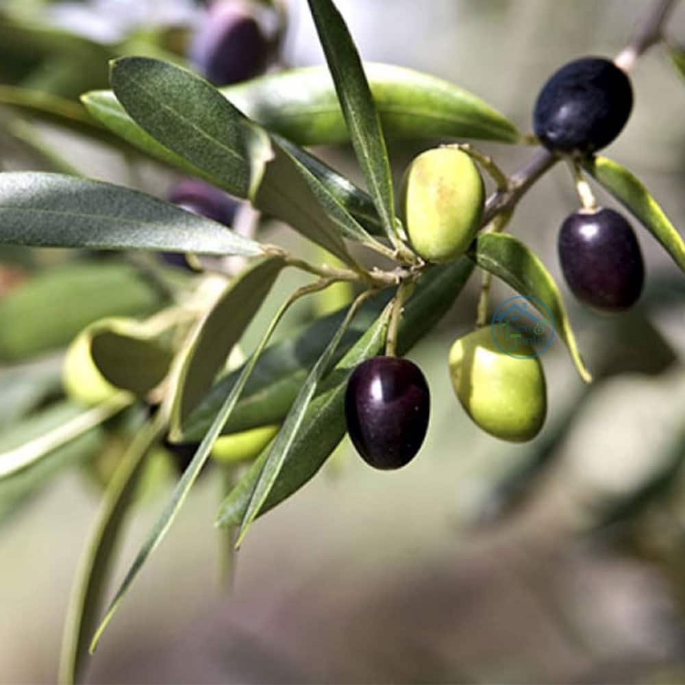 Ubebygd land til salgs i Toledo by - € 13 500 000 (Ref: 9453035)