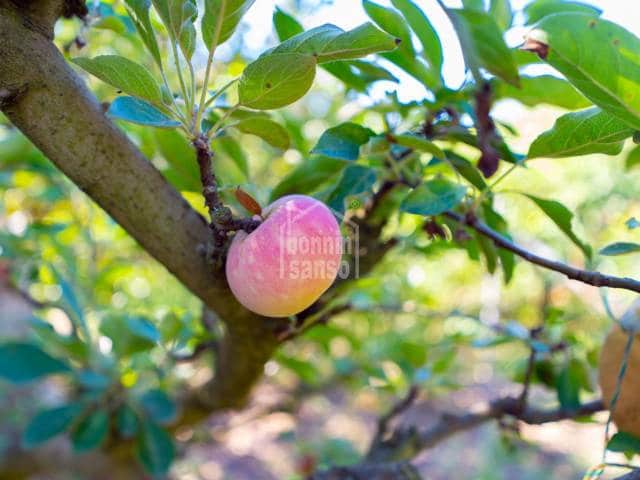 4 soveværelse Penthouse til salg i Alayor / Alaior - € 1.595.000 (Ref: 9271411)