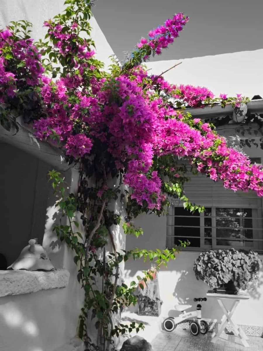 8 sypialnia Finka/Dom wiejski na sprzedaż w Zafra z basenem garażem - 482 670 € (Ref: 8239647)