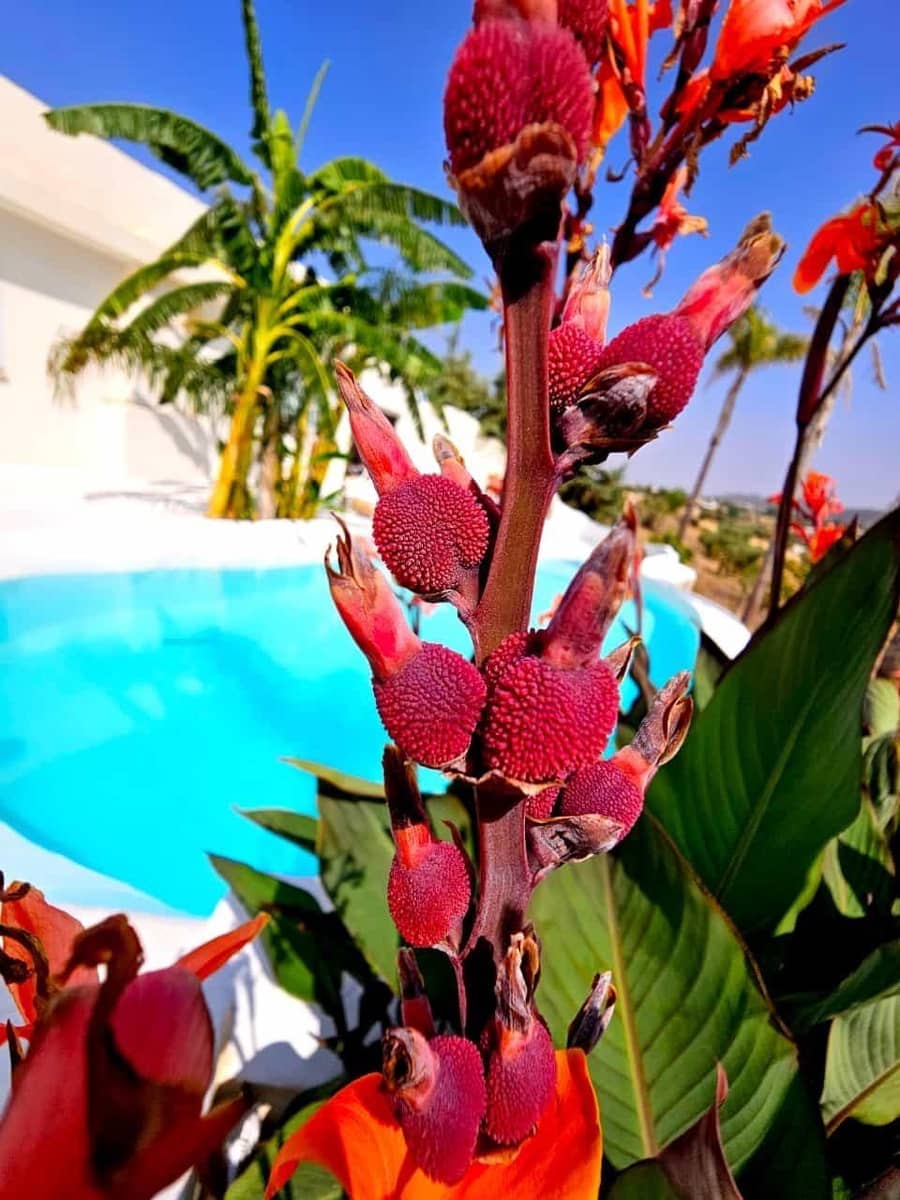 8 sypialnia Finka/Dom wiejski na sprzedaż w Zafra z basenem garażem - 482 670 € (Ref: 8239647)