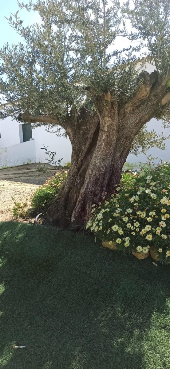 Grunde uden byggetilladelser til salg i Fuentes de Andalucia - € 1.270.000 (Ref: 9829349)