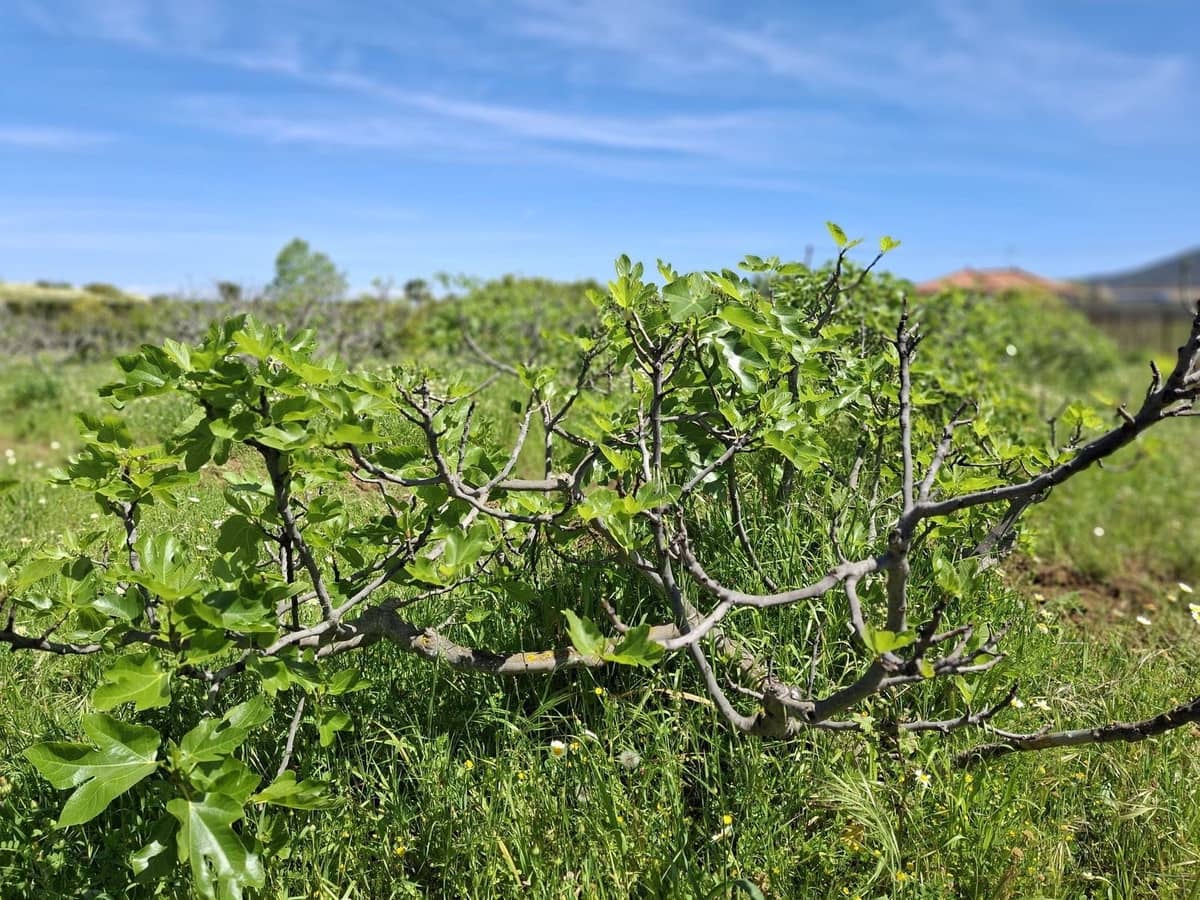 Terreno Não Urbanizado para venda em Alhaurin de la Torre - 218 150 € (Ref: 9465932)
