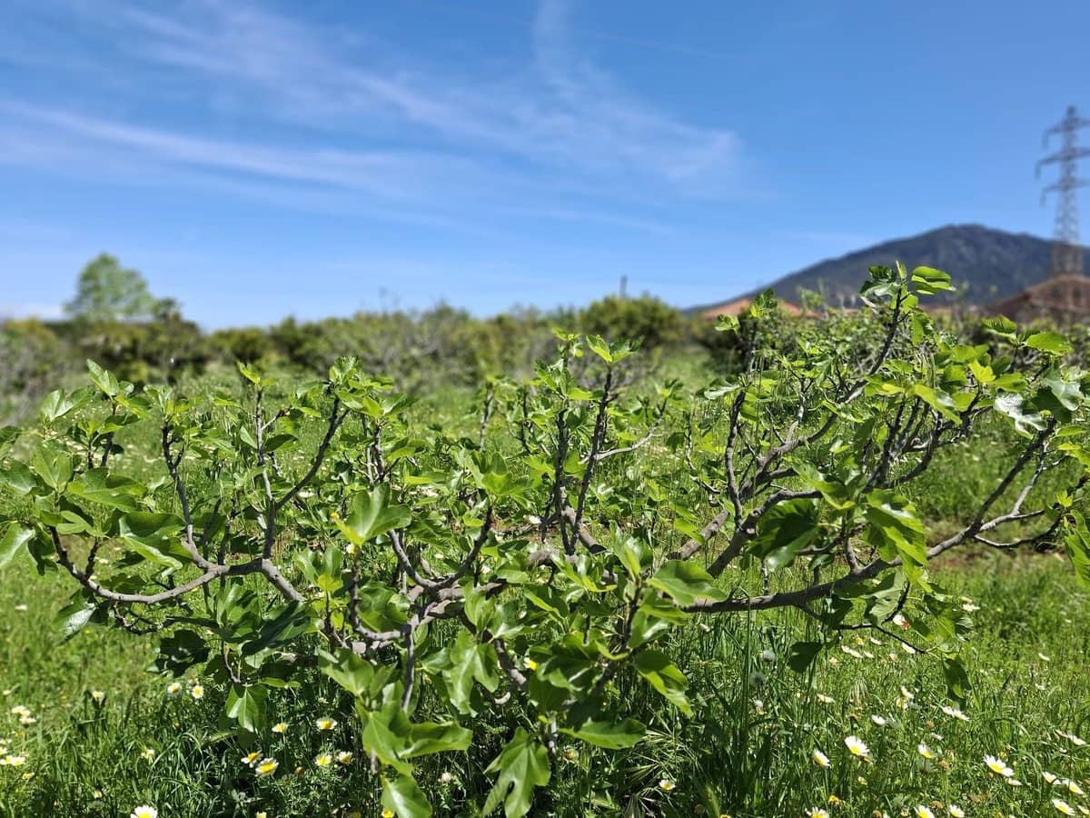 Terreno Não Urbanizado para venda em Alhaurin de la Torre - 218 150 € (Ref: 9465932)