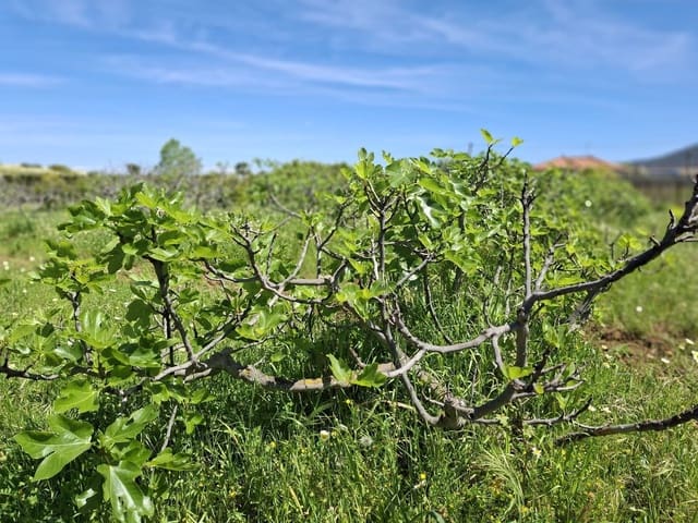 Terreno Não Urbanizado para venda em Alhaurín de la Torre - 218 150 € (Ref: 9465932)