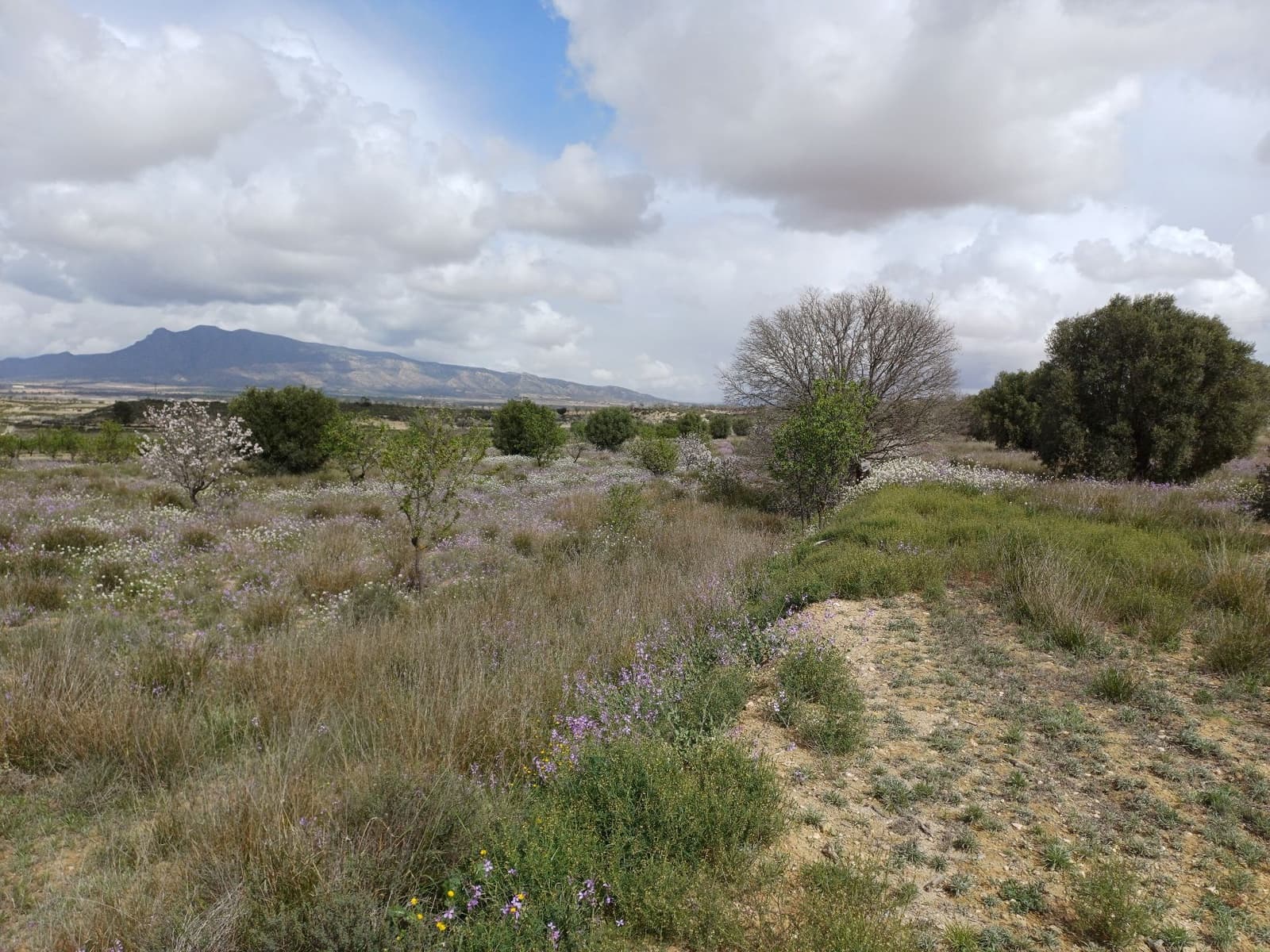 3 sypialnia Willa na sprzedaż w Jumilla - 87 000 € (Ref: 8691079)