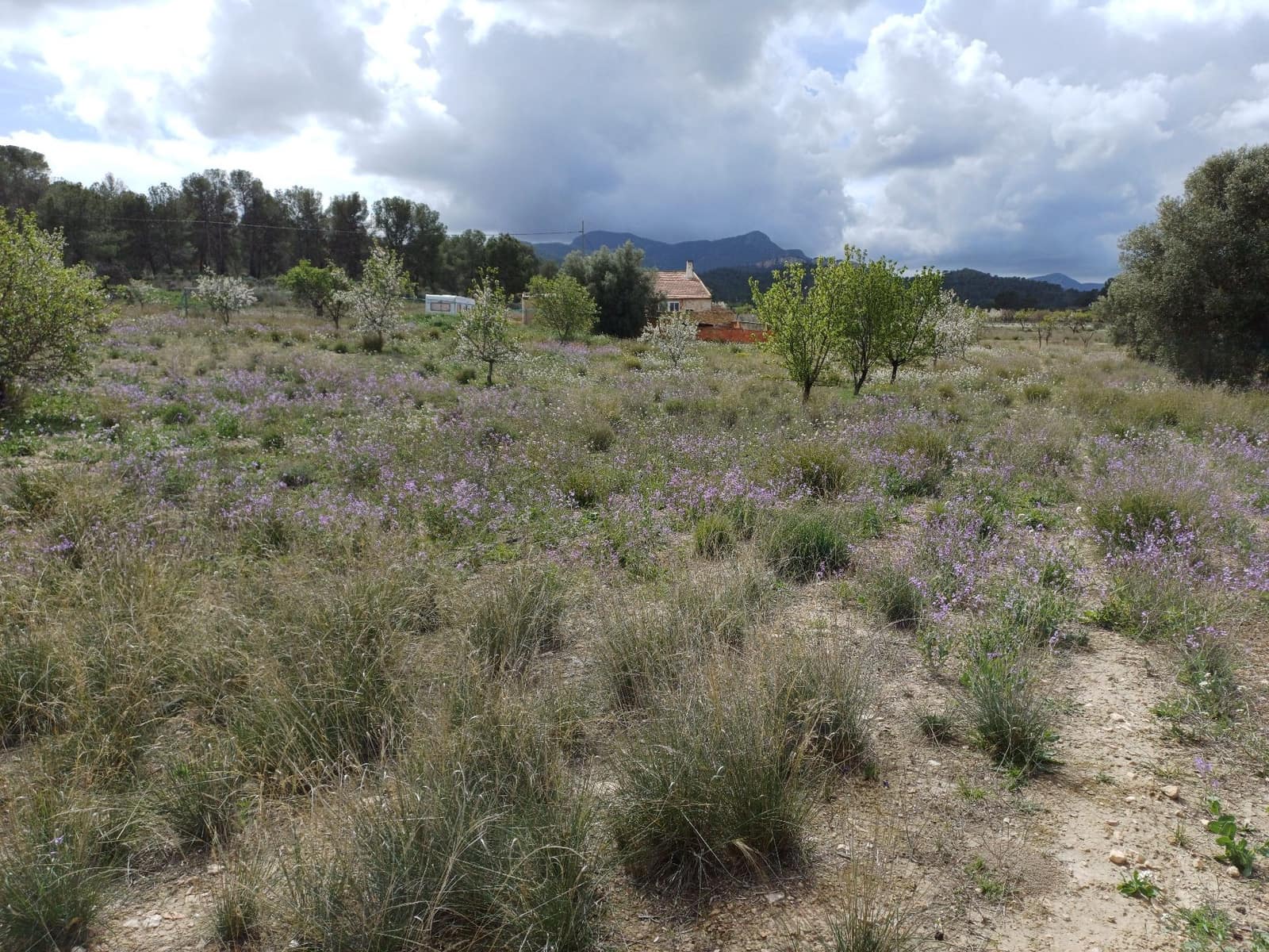 3 sypialnia Willa na sprzedaż w Jumilla - 87 000 € (Ref: 8691079)