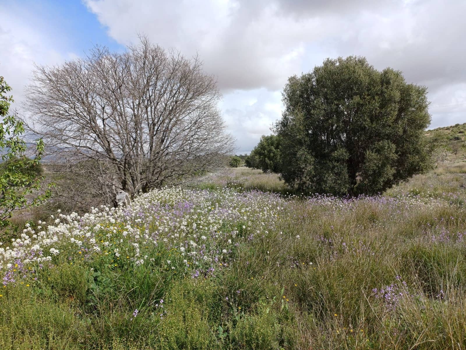 3 sypialnia Willa na sprzedaż w Jumilla - 87 000 € (Ref: 8691079)