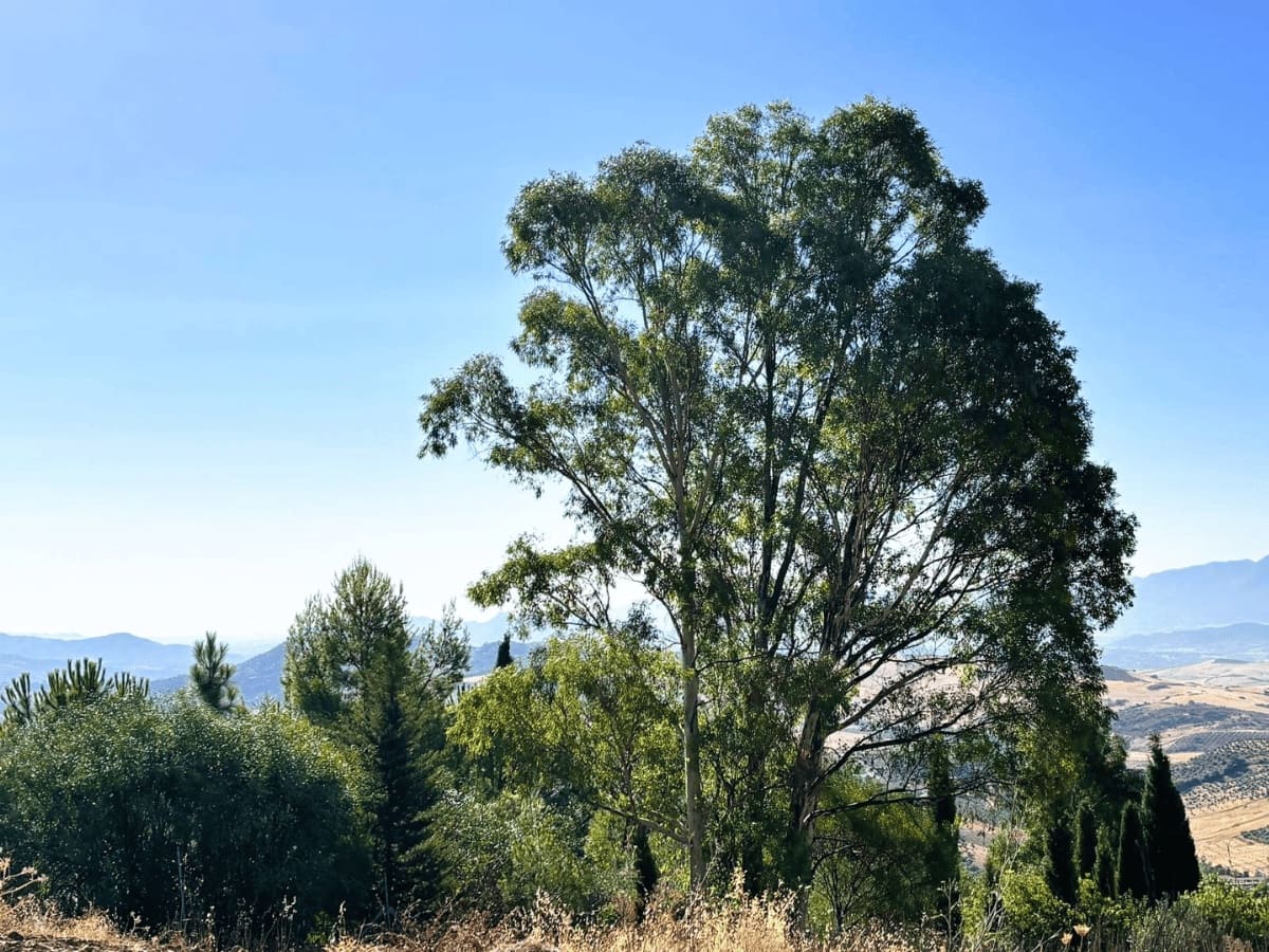 Finca/Country House for sale in Casarabonela - € 105,000 (Ref: 10074672)