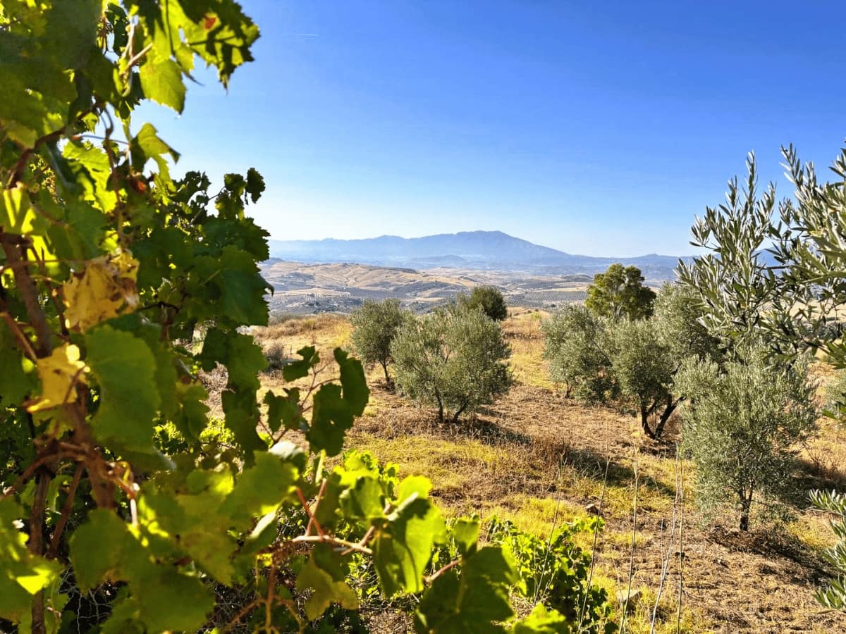 Finca/Country House for sale in Casarabonela - € 105,000 (Ref: 10074672)