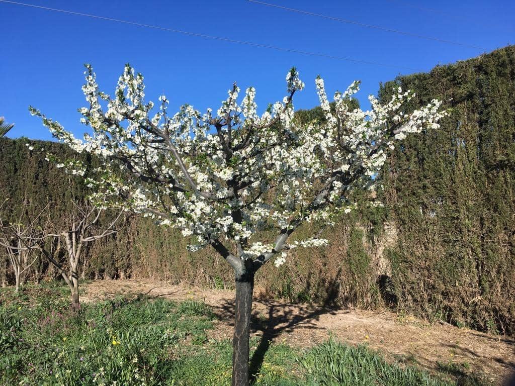 4 sypialnia Willa na sprzedaż w Lorca z basenem garażem - 990 000 € (Ref: 8246115)