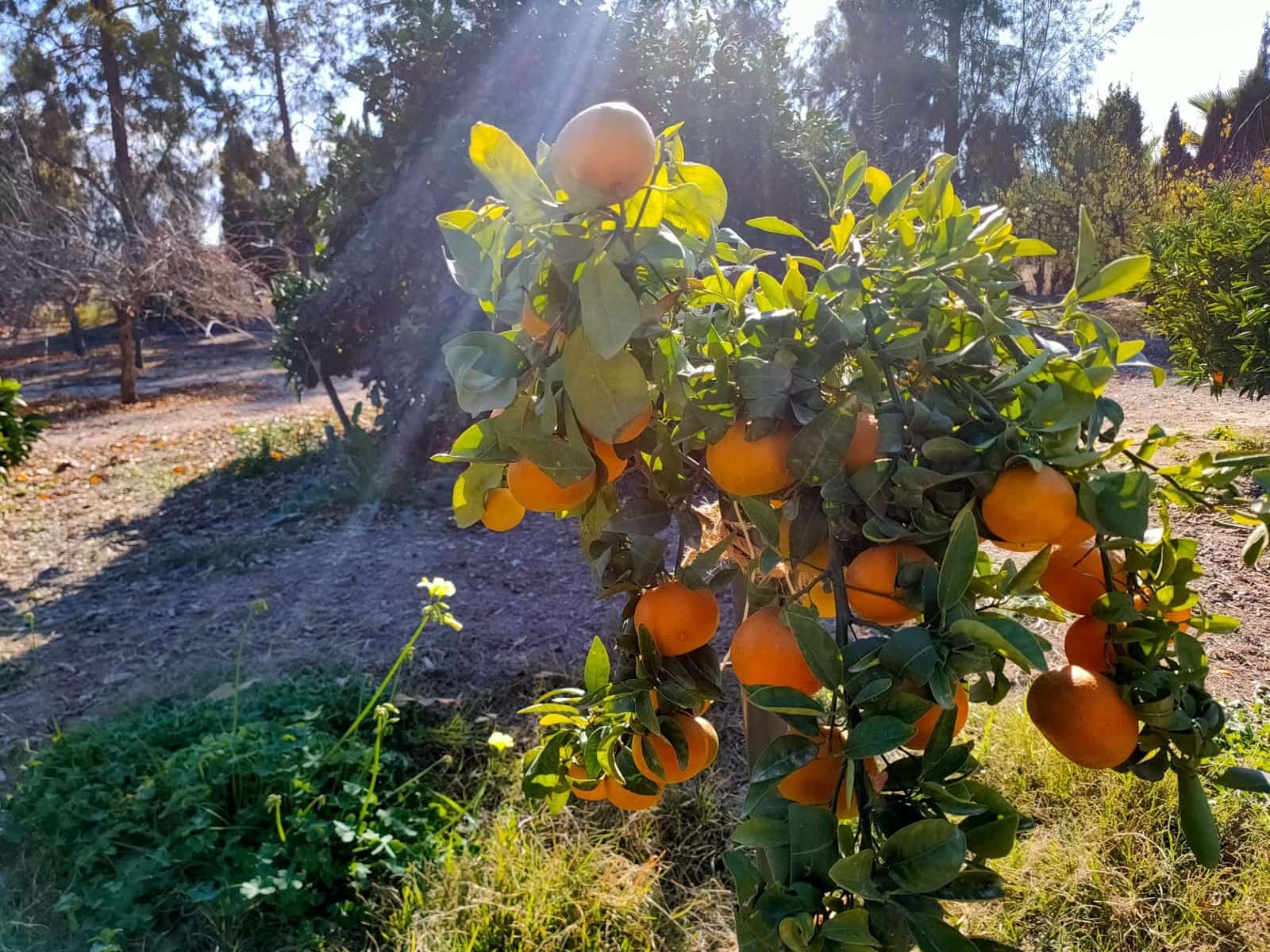 4 sypialnia Willa na sprzedaż w Lorca z basenem garażem - 990 000 € (Ref: 8246115)