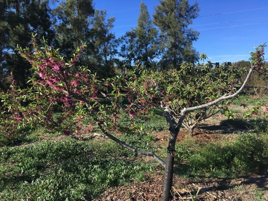 4 sypialnia Willa na sprzedaż w Lorca z basenem garażem - 990 000 € (Ref: 8246115)