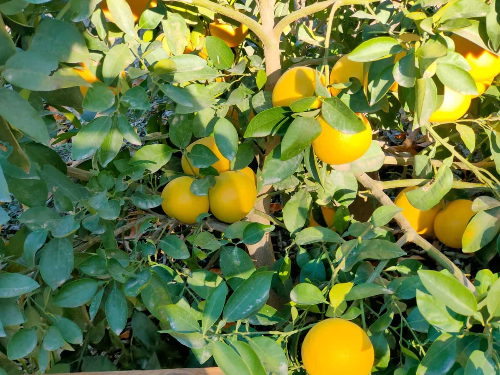 4 sypialnia Willa na sprzedaż w Lorca z basenem garażem - 990 000 € (Ref: 8246115)