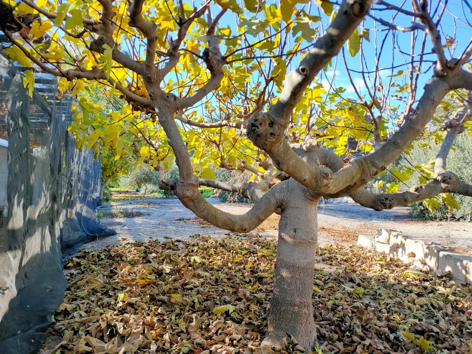 4 sypialnia Willa na sprzedaż w Lorca z basenem garażem - 990 000 € (Ref: 8246115)