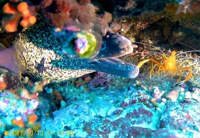 Företag till salu i Villaricos, Cuevas del Almanzora - 550 000 € (Ref: 8992413)