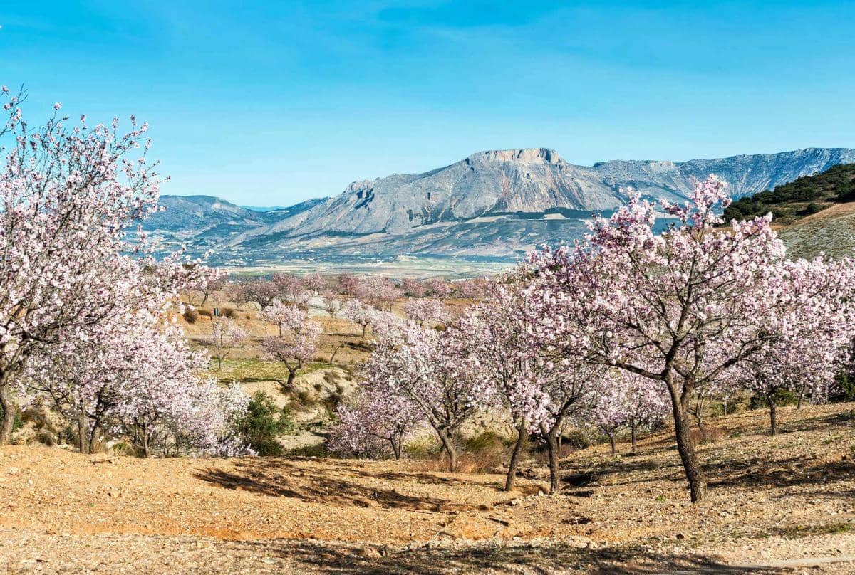 Terrain à Bâtir à vendre à Velez-Rubio - 25 900 € (Ref: 9630039)