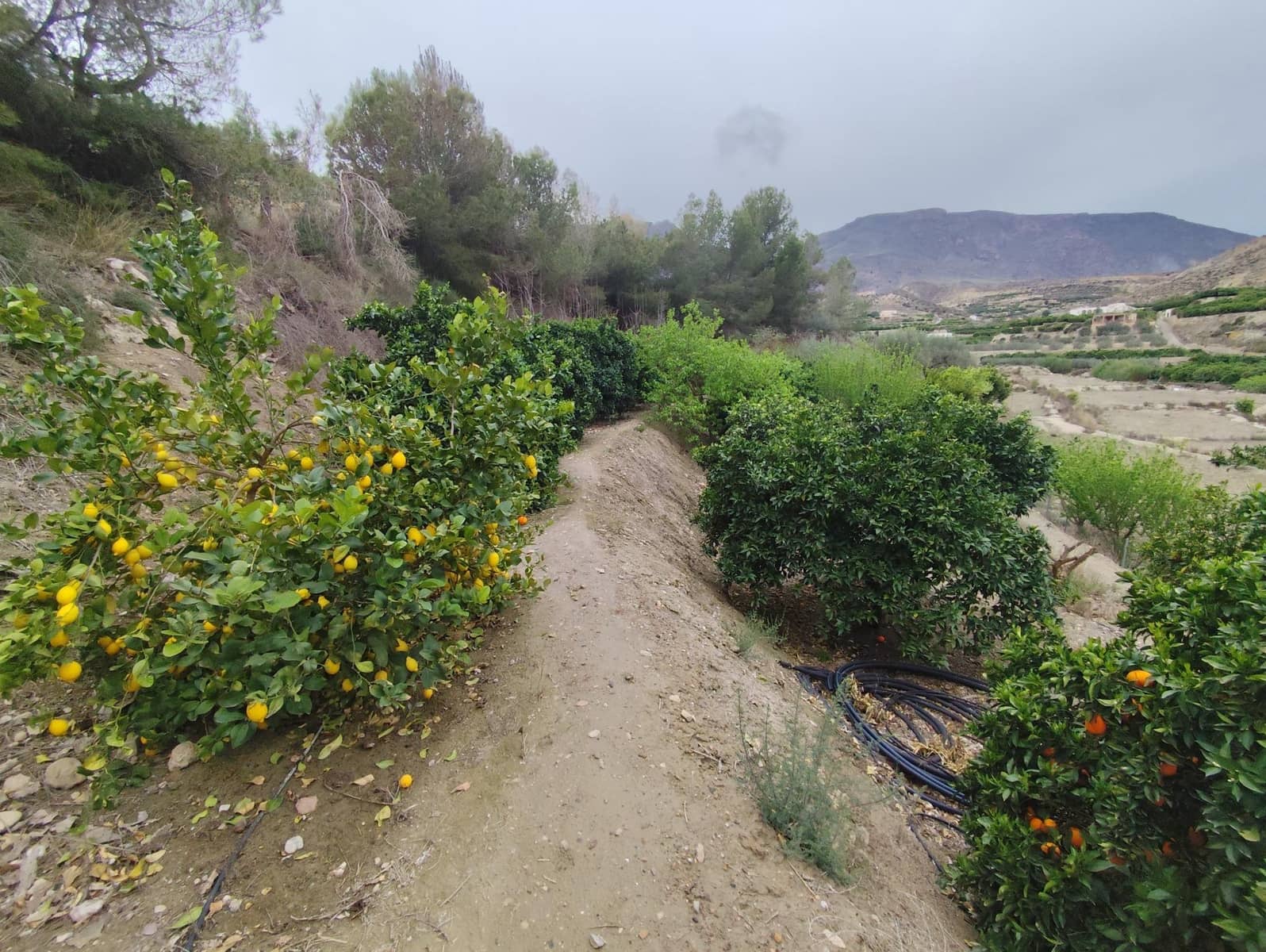 3 soveværelse Finca/Landehus til salg i Terque - € 274.000 (Ref: 8566294)