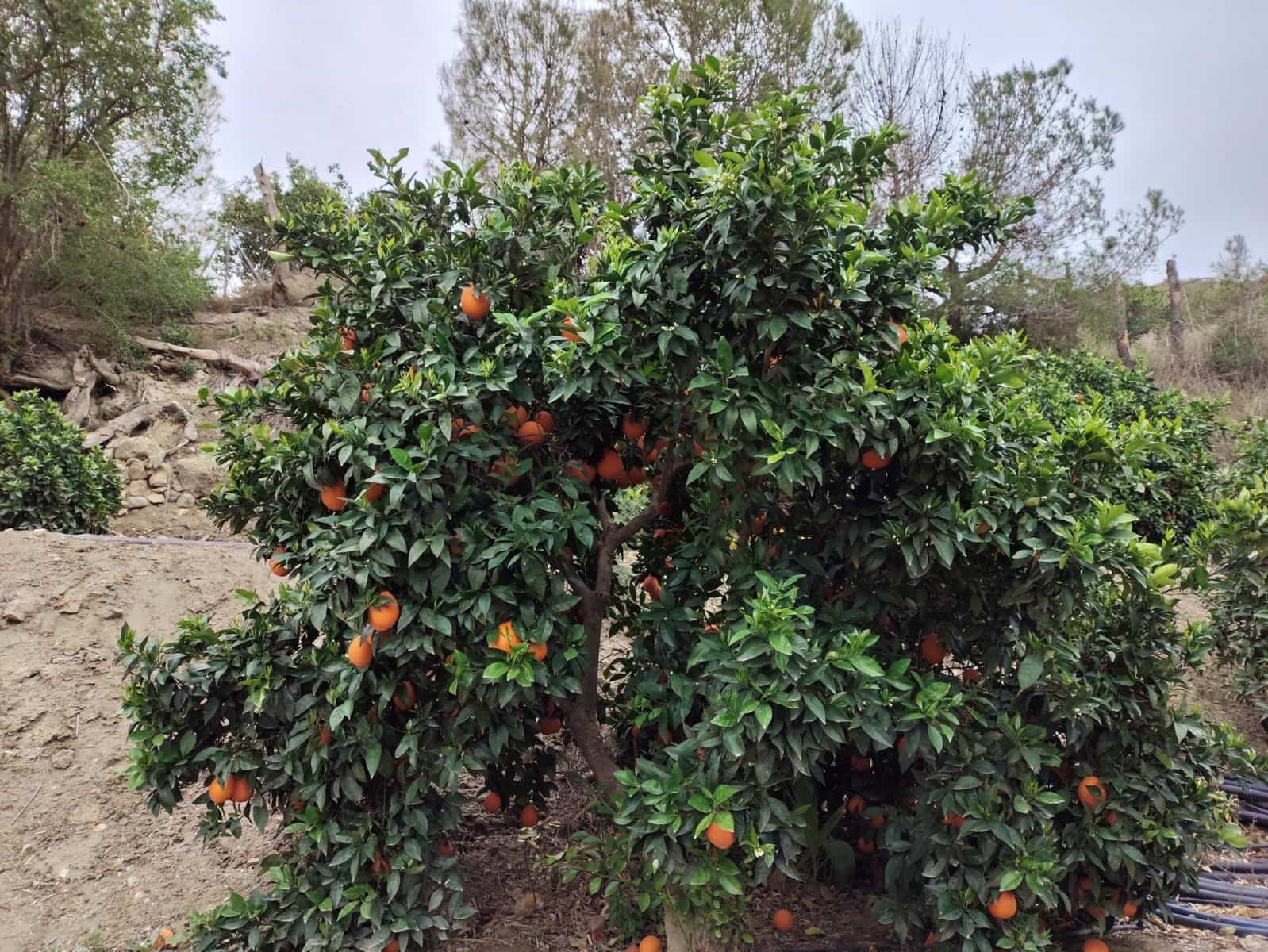 3 soveværelse Finca/Landehus til salg i Terque - € 274.000 (Ref: 8566294)