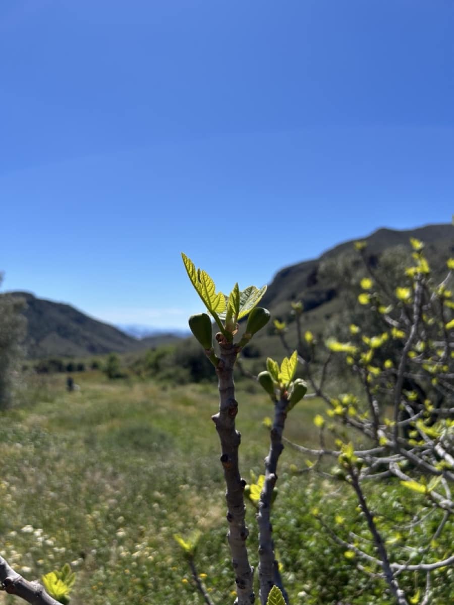 Finca/Herregård til salgs i Aguilas - € 2 500 000 (Ref: 10007494)