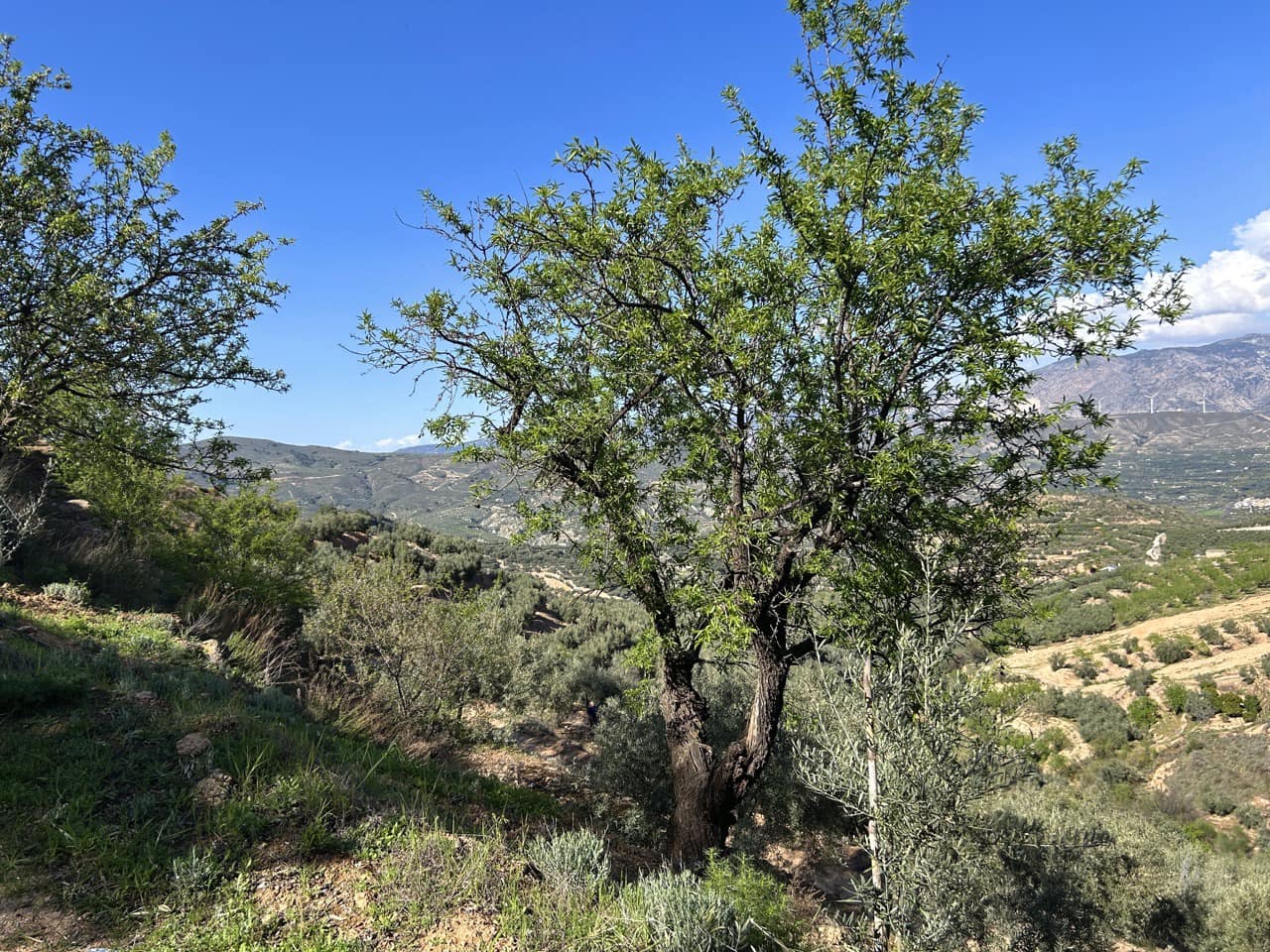 Finca/Maison de Campagne à vendre à El Valle - 80 000 € (Ref: 10008060)