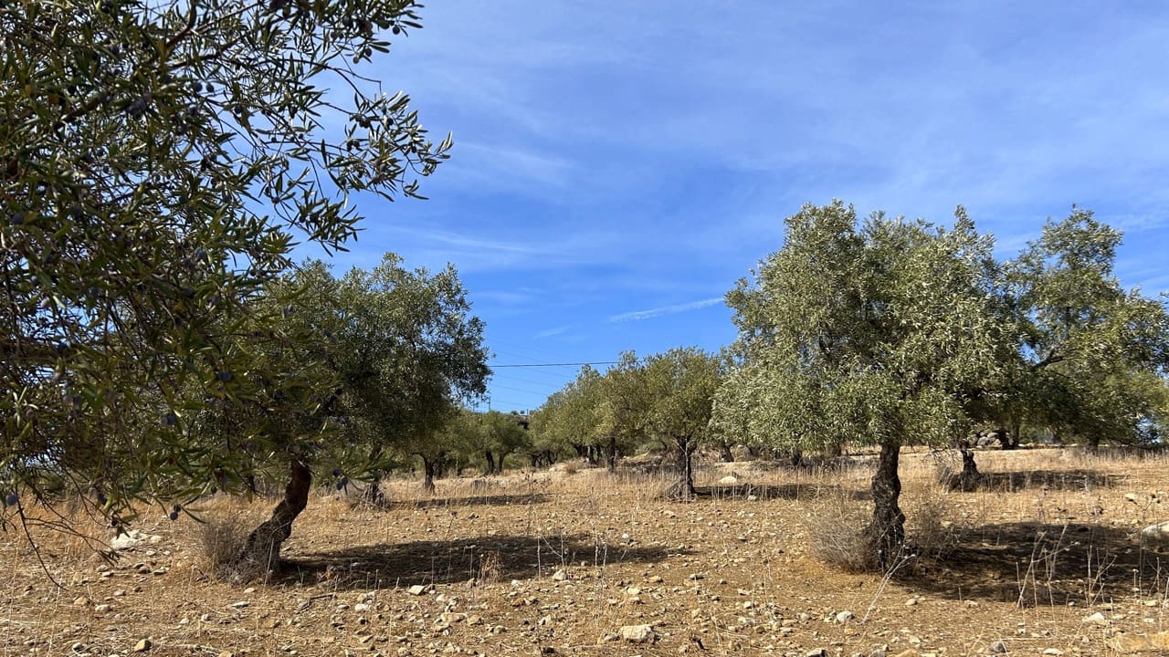 Finca/Herregård til salgs i Alora - € 895 000 (Ref: 10171718)