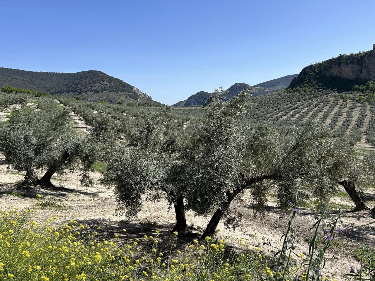 Finca/Country House for sale in Moclin with pool garage - € 5,000,000 (Ref: 8257978)