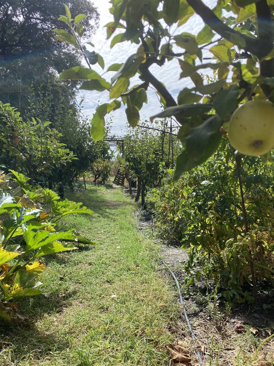 4 soveværelse Finca/Landehus til salg i Portugos med garage - € 575.000 (Ref: 8660854)