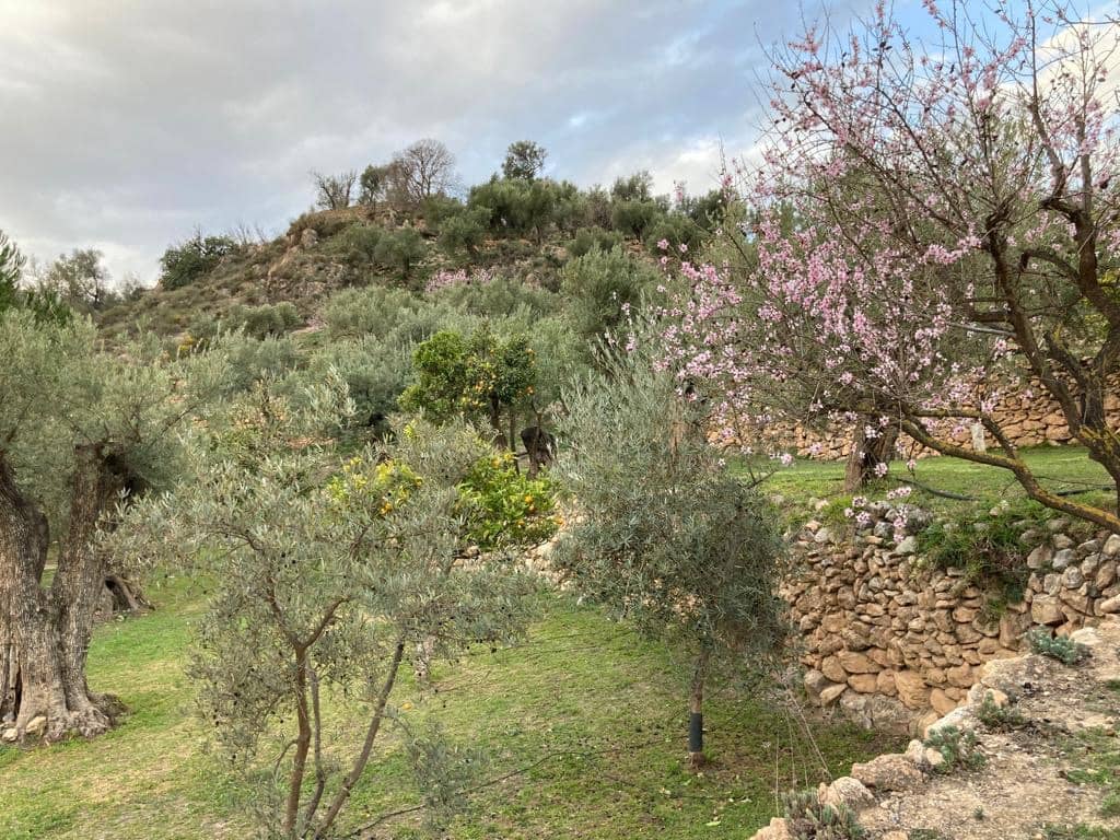 5 soveværelse Finca/Landehus til salg i El Pinar med swimmingpool garage - € 850.000 (Ref: 8660861)