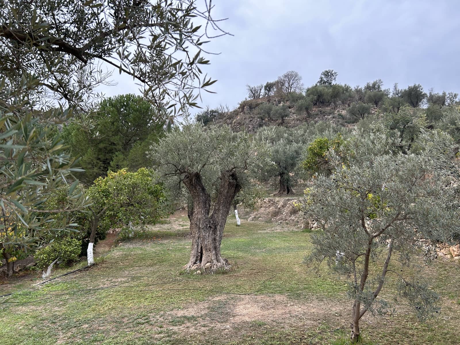 5 soveværelse Finca/Landehus til salg i El Pinar med swimmingpool garage - € 850.000 (Ref: 8660861)