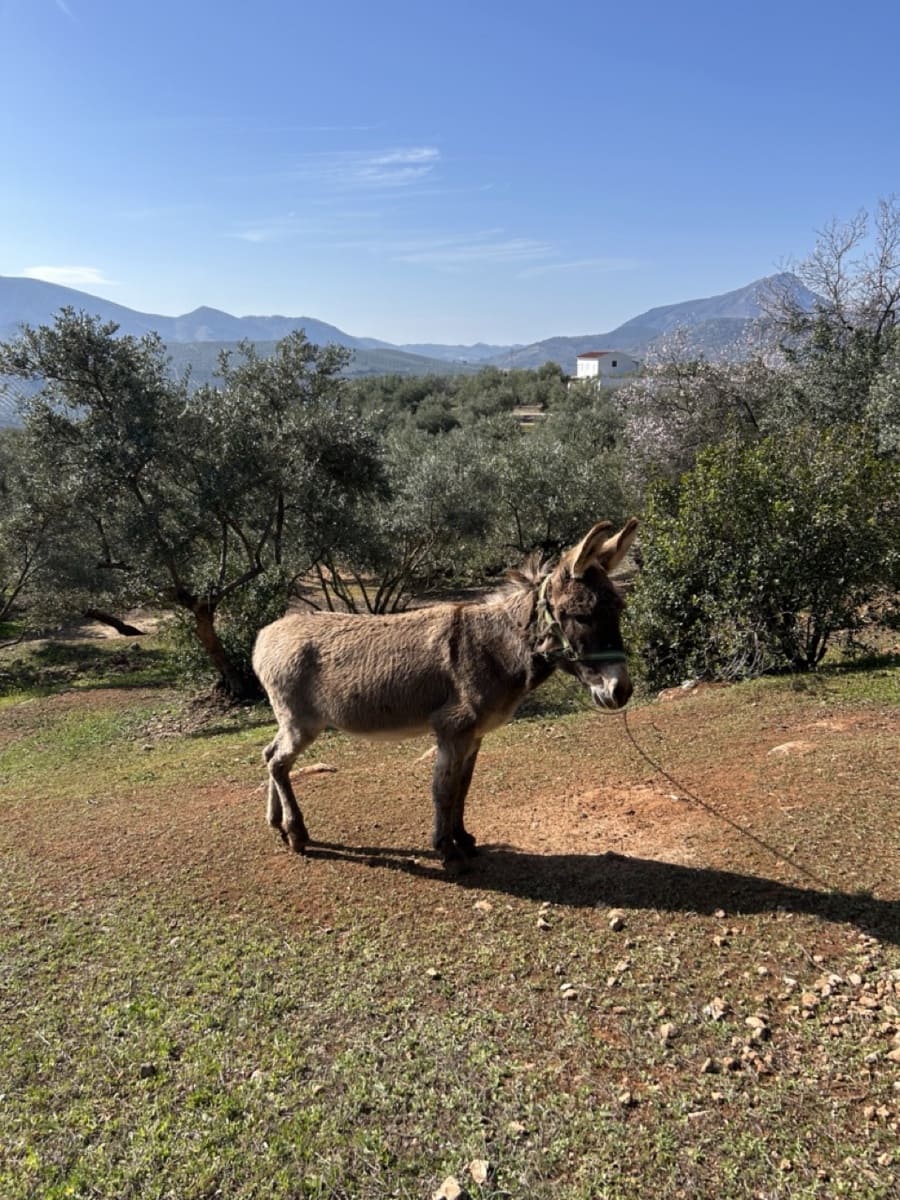 2 soveværelse Finca/Landehus til salg i Priego de Cordoba med garage - € 269.000 (Ref: 8839873)