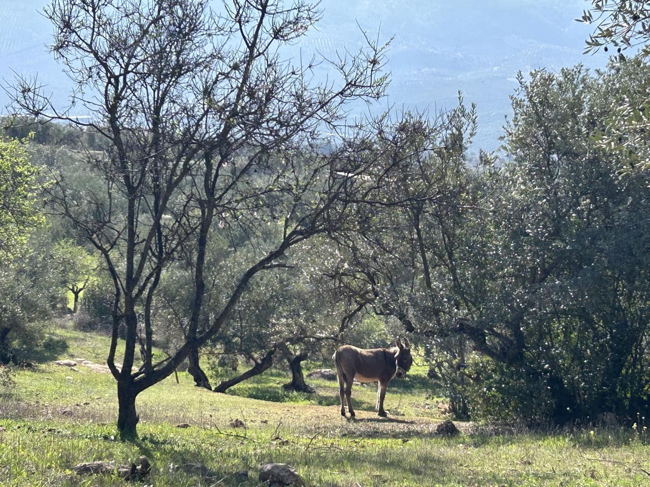 2 soveværelse Finca/Landehus til salg i Priego de Cordoba med garage - € 269.000 (Ref: 8839873)