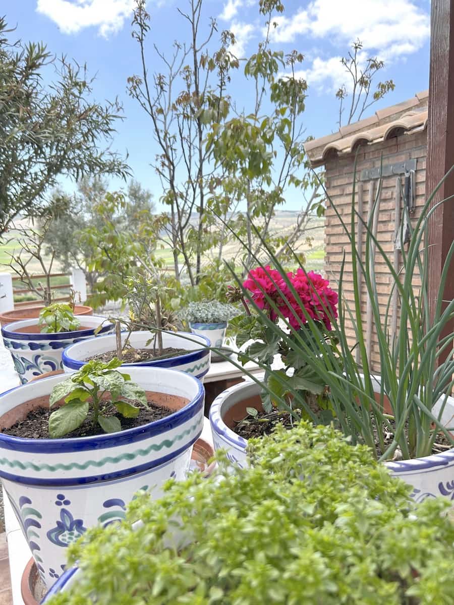 15 soveværelse Guesthouse/B & B til salg i Santa Cruz del Comercio med swimmingpool garage - € 1.750.000 (Ref: 8969717)