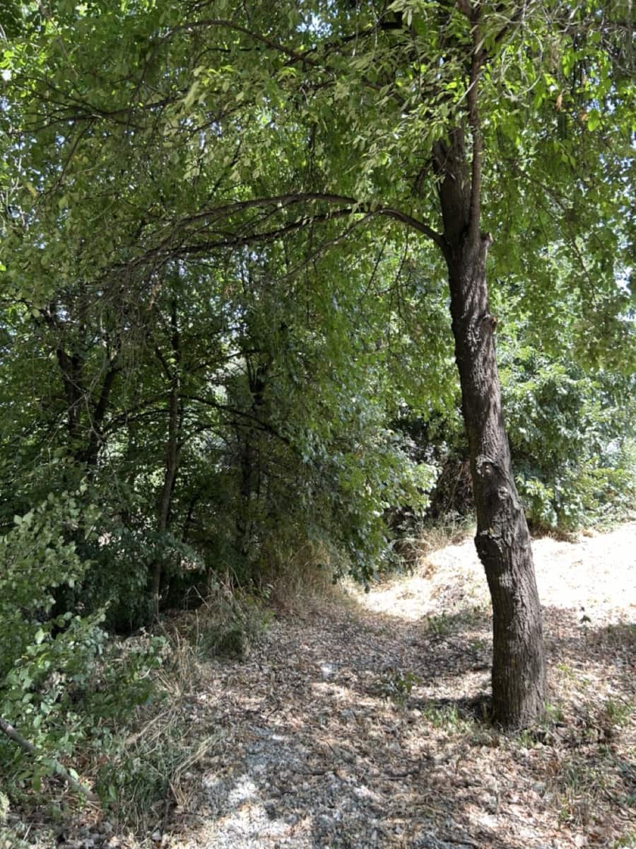 14 soveværelse Finca/Landehus til salg i Caniles med swimmingpool garage - € 1.250.000 (Ref: 9142442)