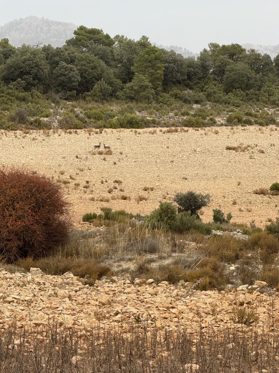 9 sypialnia Finka/Dom wiejski na sprzedaż w Puebla de Don Fadrique z basenem garażem - 7 200 000 € (Ref: 9393478)