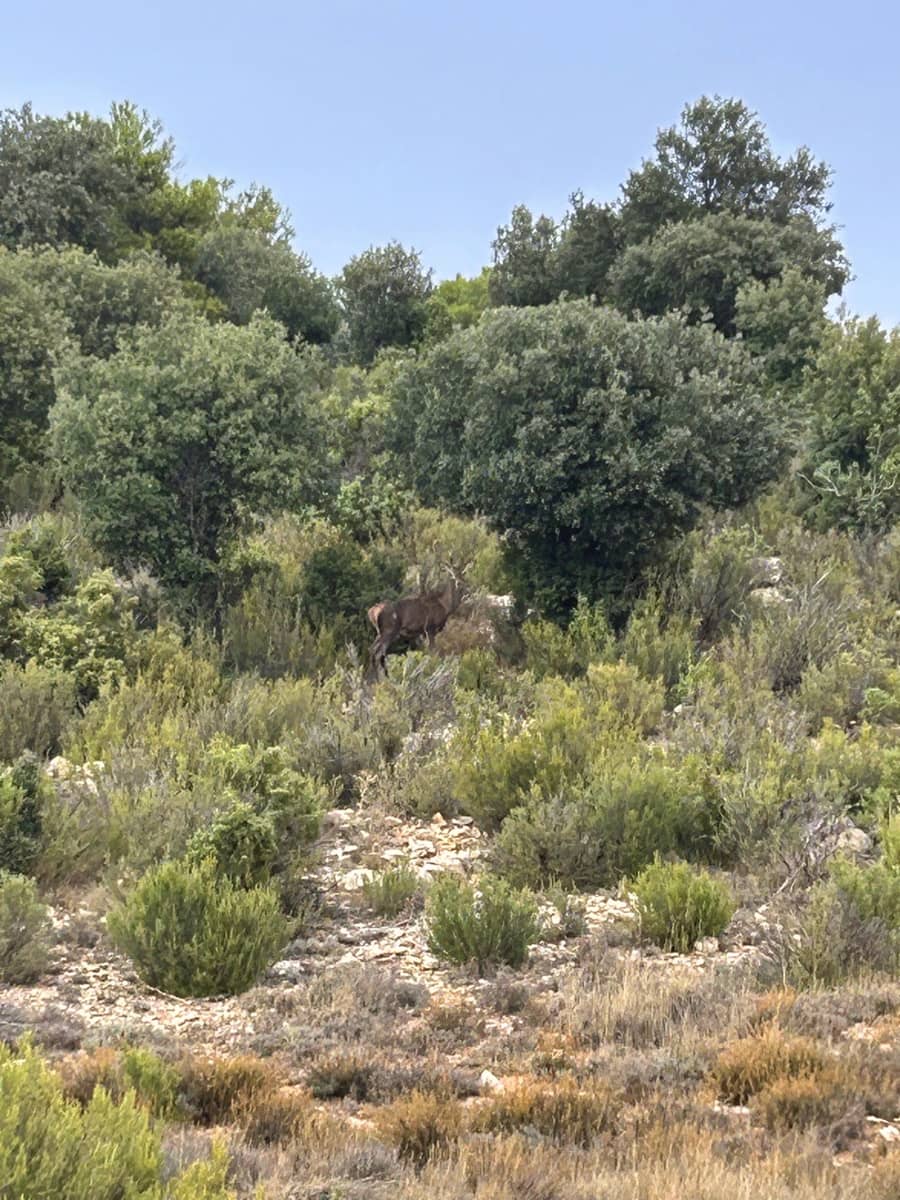 9 sypialnia Finka/Dom wiejski na sprzedaż w Puebla de Don Fadrique z basenem garażem - 7 200 000 € (Ref: 9393478)