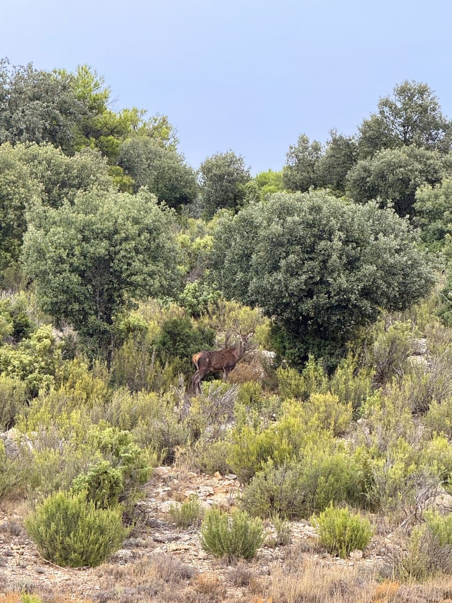 9 sypialnia Finka/Dom wiejski na sprzedaż w Puebla de Don Fadrique z basenem garażem - 7 200 000 € (Ref: 9393478)