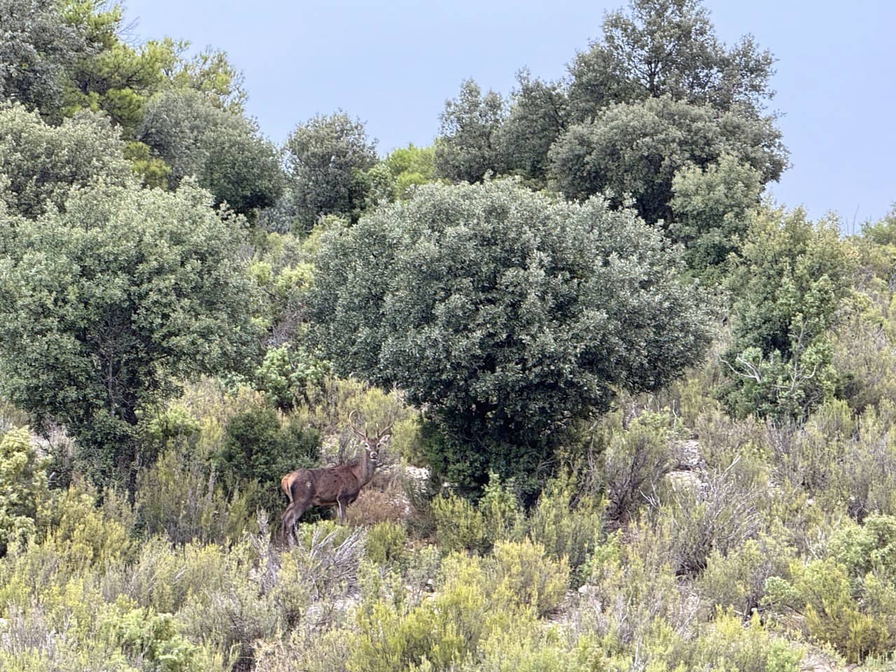 9 sypialnia Finka/Dom wiejski na sprzedaż w Puebla de Don Fadrique z basenem garażem - 7 200 000 € (Ref: 9393478)