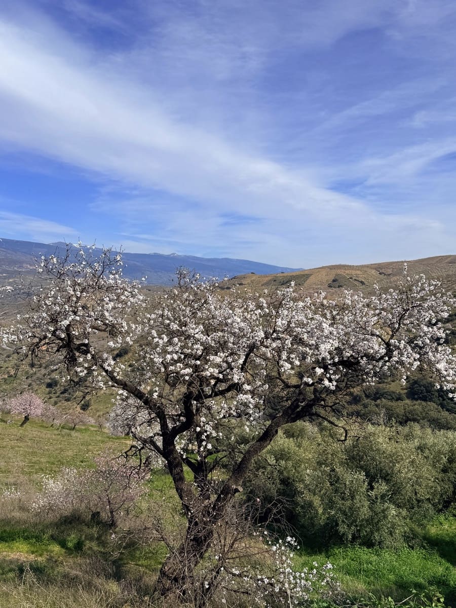 4 chambre Finca/Maison de Campagne à vendre à Lobras avec piscine garage - 790 000 € (Ref: 9628345)