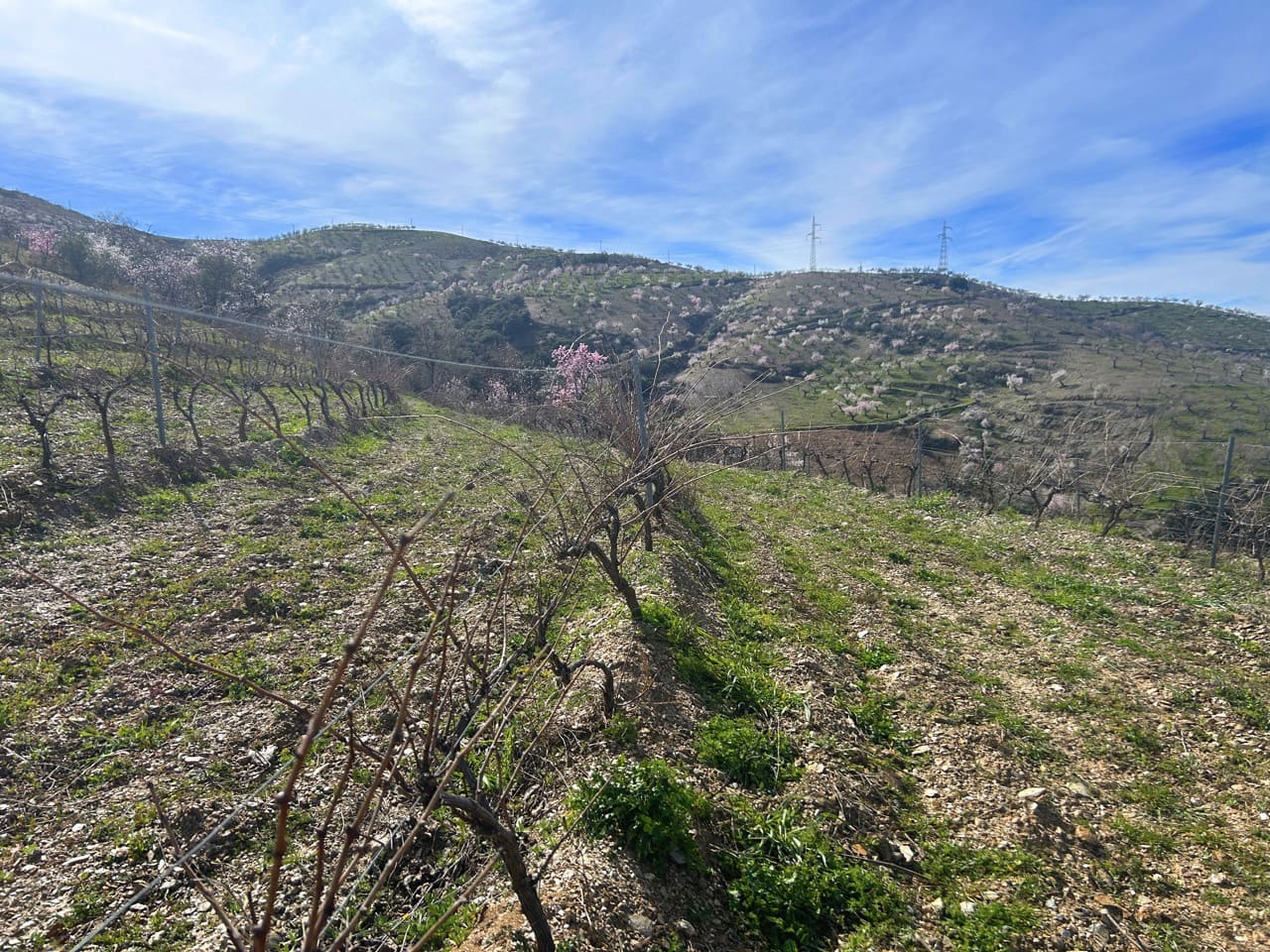 4 chambre Finca/Maison de Campagne à vendre à Lobras avec piscine garage - 790 000 € (Ref: 9628345)